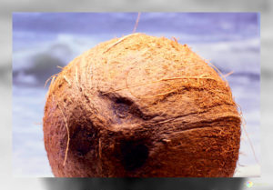 olio cocco capelli