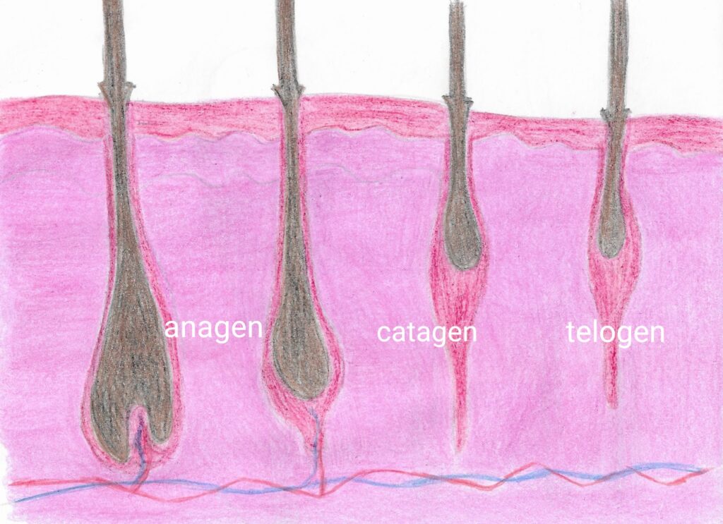 Ciclo di vita del capello